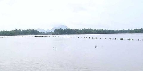 விளை நிலங்களில் தேங்கும் மழைநீர்: அழுகும் நிலையில் சம்பா பயிர்