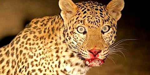 கூண்டு வைத்து சிறுத்தையைப் பிடிக்க பொதுமக்கள் கோரிக்கை