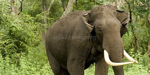 சுற்றுலா பயணிகள் வாகனத்தை விரட்டிய காட்டு யானை