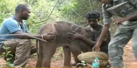 குட்டியை காக்க தாய் யானை செய்த பாசப்போராட்டம்