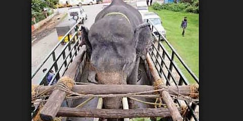 யானைகளை விரட்ட கும்கி வரவழைப்பு!