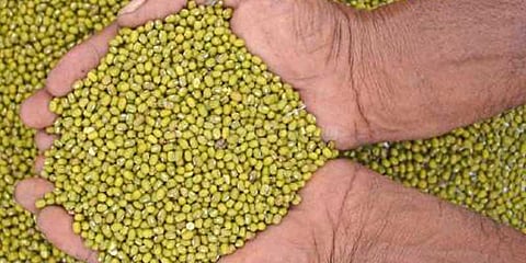 உளுந்து, பாசிப்பருப்பு விலை திடீர் உயர்வு