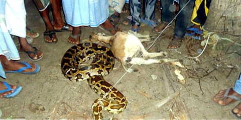 குடியிருப்புப் பகுதியில் நுழைந்த மலைப்பாம்பு