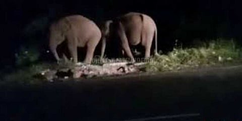 நள்ளிரவில் வீட்டின் கதவை தட்டிய யானைகள்