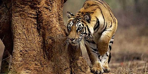 தொடரும் புலி வேட்டை: தமிழகத்தில் 3 ஆண்டில் 32 புலிகள் பலி