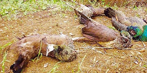 அரியலூரில் 9 மயில்கள் உயிரிழப்பு: வேட்டையாட விஷம் வைக்கப்பட்டதா?