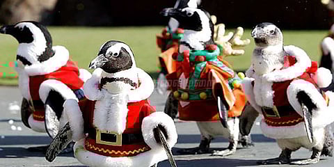 கிறிஸ்துமஸ் தாத்தா உடையணிந்த பென்குயின்கள்: குழந்தைகள் பரவசம்