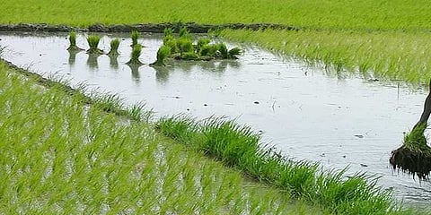 தமிழகத்தின் விவசாய நவீன மயமாக்கல் திட்டம்: ரூ.2,037 கோடி கடன் பெற ஒப்பந்தம்