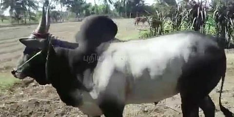 ஜல்லிக்கட்டிற்கு தயாராகும் காளைகள்!