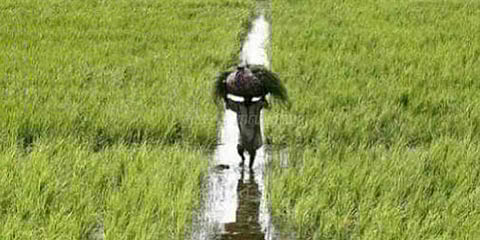 அறுந்து விழுந்த மின்கம்பியால் விவசாயி பலி