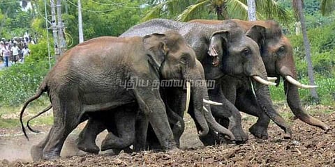 பெண் தொழிலாளியைக் கொன்ற யானைகள் விரட்டியடிப்பு