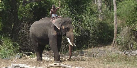 பல உயிரைக் காப்பாற்றிய கும்கி முதுமலைக்குத் திரும்பியது