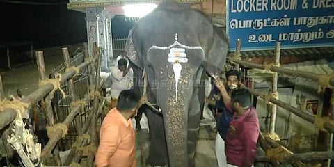 புத்துணர்வு முகாமிற்கு புறப்பட்ட யானைகள்..!