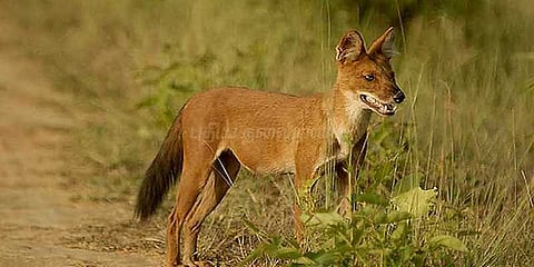 சாலையை கடக்கும் செந்நாய் கூட்டம்: பயம் கலந்த மகிழ்ச்சியில் கண்டு மகிழும் மக்கள்