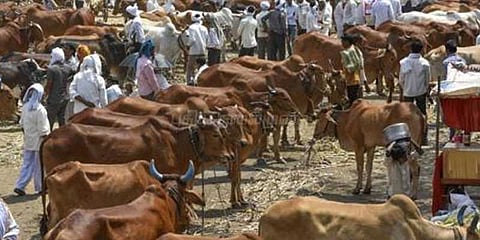 அரூர் சந்தையில் ரூ.1 கோடிக்கு மாடுகள் விற்பனை