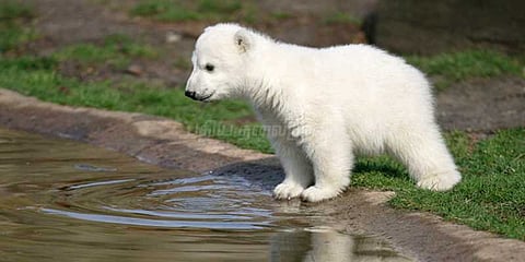 25 ஆண்டுகளுக்குப் பின் வனவிலங்கு பூங்காவில் பிறந்த பனிக்கரடி