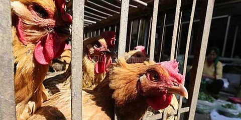 பெங்களூரில் பரவும் பறவைக் காய்ச்சல்: கண்காணிப்பு தீவிரம்