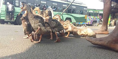 பஸ் ஸ்டிரைக்: பேருந்து நிலையத்தில் வாத்து மேய்த்த முதியவர்!