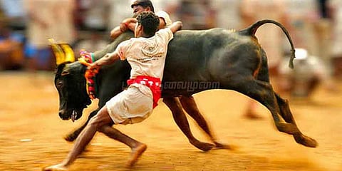 கண்காணிப்புக்குள் வரும் ஜல்லிக்கட்டு...!