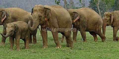 ஊட்டியில் யானை தாக்கி மனிதர்கள் இறப்பது குறைந்தது