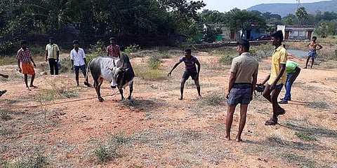 சீறும் காளைகளும், பாயும் காளையர்களும் தயாராகும் விதம்...