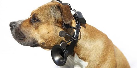 நாய்களும் இனி பேசப்போகின்றன... தயாராகும் டெக்னாலஜி!