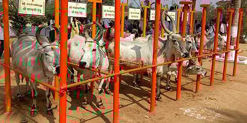 தமிழகத்தில் முதலிடம் பிடித்த கோசாலை போட்டோ கேலரி..