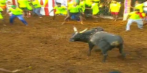 தொடங்கியது ஜல்லிக்கட்டு.. அலங்காநல்லூரே அதிருதுல...