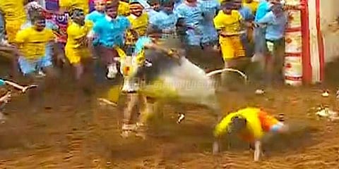 ஜல்லிக்கட்டில் பட்டையகிளப்பிய அமைச்சர் விஜயபாஸ்கரின் கொம்பன்!