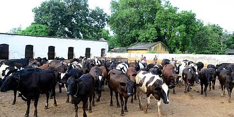 பசுவை சேவித்து கைதிகள் பாவத்தை கழியுங்கள்: ஹரியானா முதல்வர் ஐடியா!