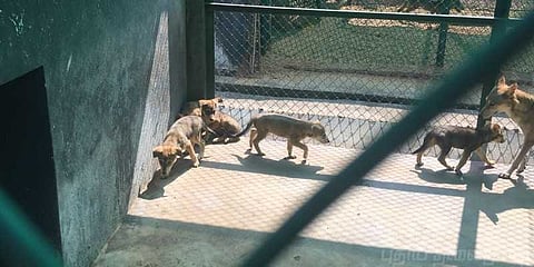 வண்டலூர் பூங்காவில் 5 குட்டிகளை ஈன்ற ஓநாய்