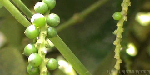 பருவகால மாற்றத்தால் முன்கூட்டியே விளைந்த மிளகு..!