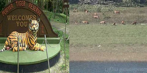 தேக்கடி ஏரிக்கரையில் உலவும் செந்நாய்கள் கூட்டம்: சுற்றுலா பயணிகள் உற்சாகம்