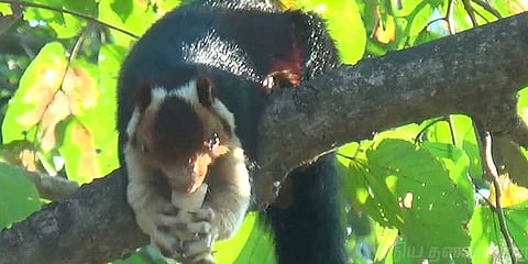 மனிதர்களின் அழைப்பை ஏற்று வரும் அணில்கள்!