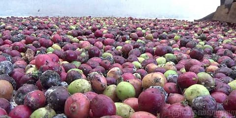 காஃபியால் ஹேப்பி: விலை வீழ்ச்சியிலும் விவசாயிகள் மகிழ்ச்சி!