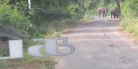 அச்சுறுத்தும் காட்டுயானை கூட்டம்: அச்சத்தில் பயணித்த பயணிகள்