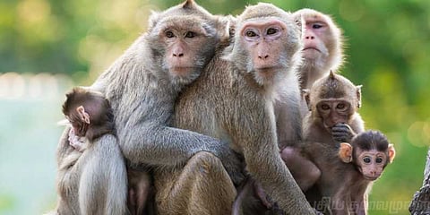 குரங்கு கூட்டத்திலிருந்து கிராமத்தை காப்பாற்றக்கோரி மனு..!