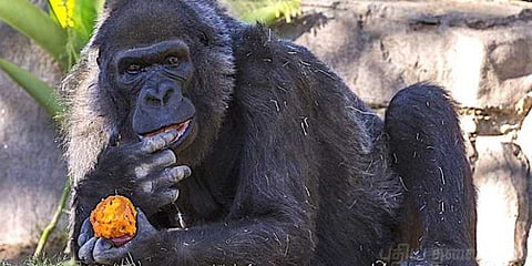 மறைந்தது உலகின் வயதான கொரில்லா!