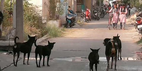 வெறிநாய்கள் அட்டகாசத்தால் வெறிச்சோடிய தெருக்கள்!