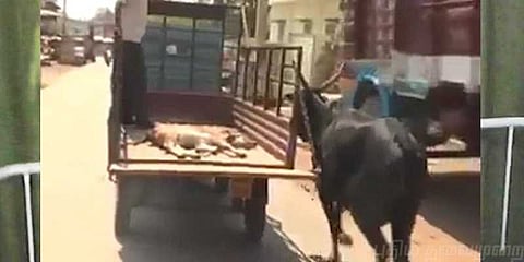 அம்மான்னா சும்மா இல்லடா: கன்றுக்குட்டிக்காக மருத்துவமனையில் காத்திருந்த தாய்ப்பசு!