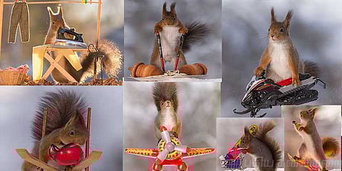 பனியில் சாகச அணில்கள்: போட்டோ கேலரி!