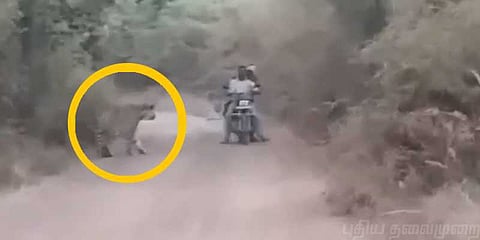 புலிகளிடம் சிக்கிய இருவர்: வைரல் வீடியோ