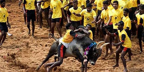 ஜல்லிக்கட்டுக்கு எதிராக பீட்டா வழக்கு: உச்சநீதிமன்றம் இன்று முக்கிய முடிவு