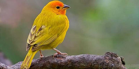 பேருந்தில் சிட்டுக்குருவிகள் கடத்தல்