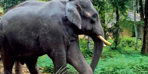 தேக்கடி ஏரிக்கரையில் உலவிய ஒற்றைக் காட்டு யானையால் பரபரப்பு..!