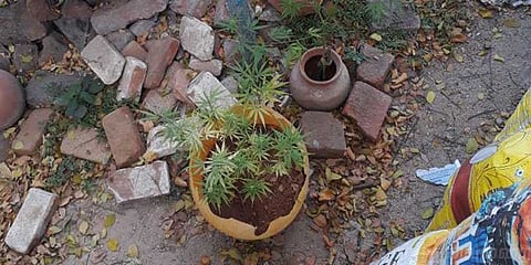 ஜெயலலிதா வழிபட்ட கோயிலில் கஞ்சா செடி! ஒருவர் கைது..