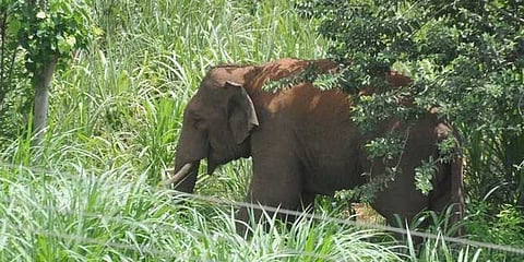 தினமும் ஒருவரை கொல்லும் யானை: ஊசி போட்டு பிடிக்க திட்டம்..!