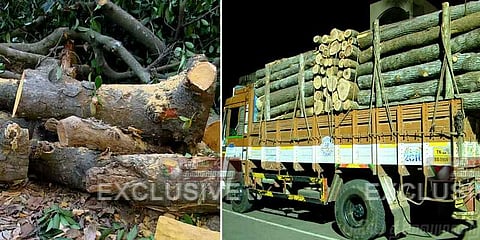 கொல்லிமலையில் மரங்கள் கடத்தல்: புதிய தலைமுறையின் களஆய்வில் அம்பலம்..!