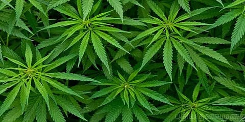 வீட்டில் கஞ்சா செடி வளர்த்தவர் ஃபேஸ்புக்கால் கைது