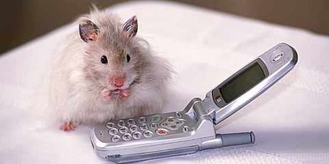 செல்போன் கதிர்களால் மனிதர்களுக்கு பாதிப்பு இல்லை; ஆய்வில் தகவல்